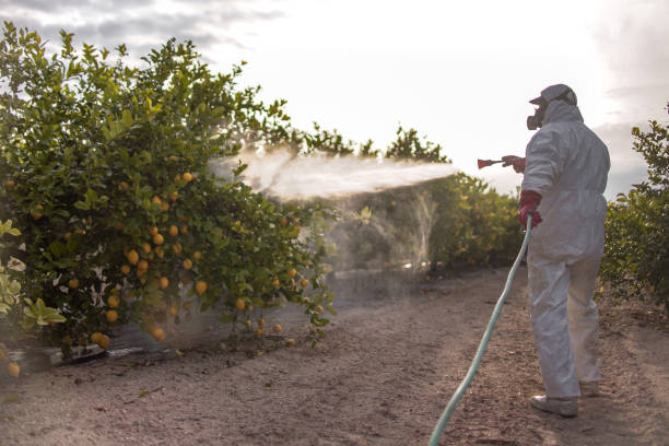 Best Pest Inspection Near Me  in Naples, TX