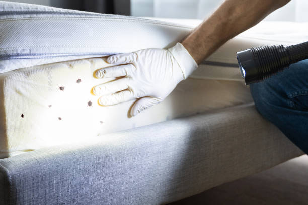 Best Pest Removal Services  in Naples, TX