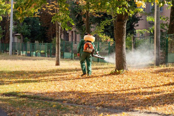 Best Termite Control Services  in Naples, TX