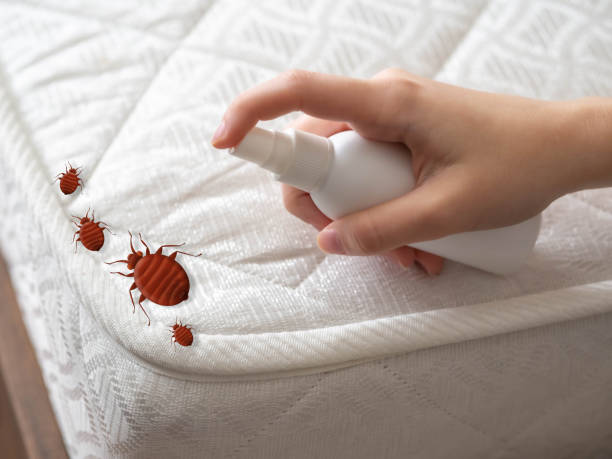 Best Bed Bug Extermination  in Naples, TX