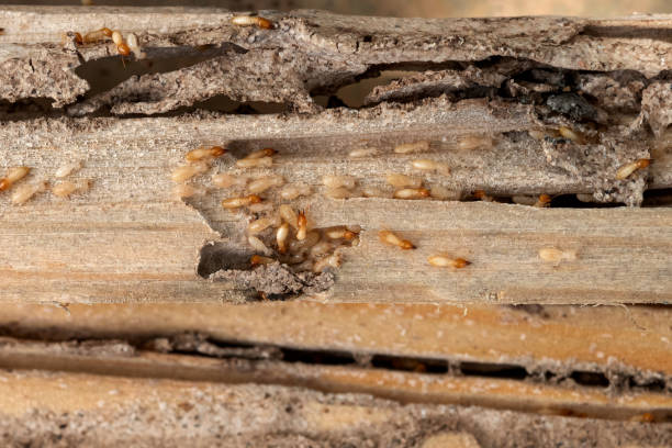 Best Best Pest Control Companies  in Naples, TX