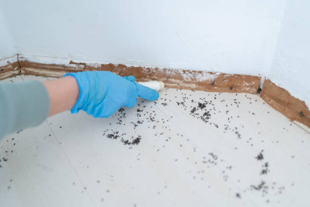 Best Exterminator Services  in Naples, TX